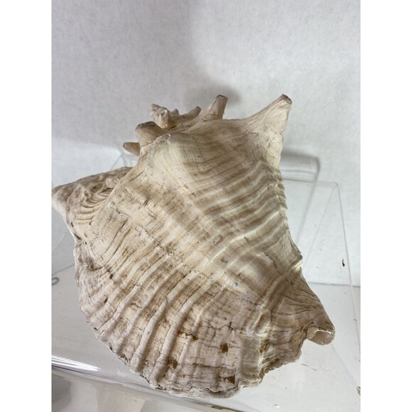 Decorative Extra Large Queen Ocean Pink Conch Seashell Shells 10.5” Natural 4+lb - Picture 6 of 9